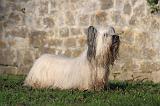 SKYE TERRIER 035